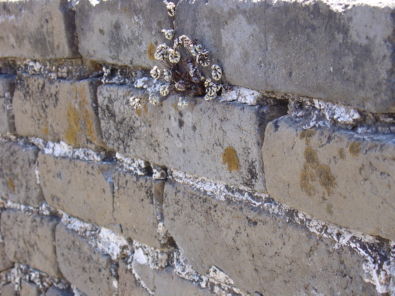 A plant growing in the wall