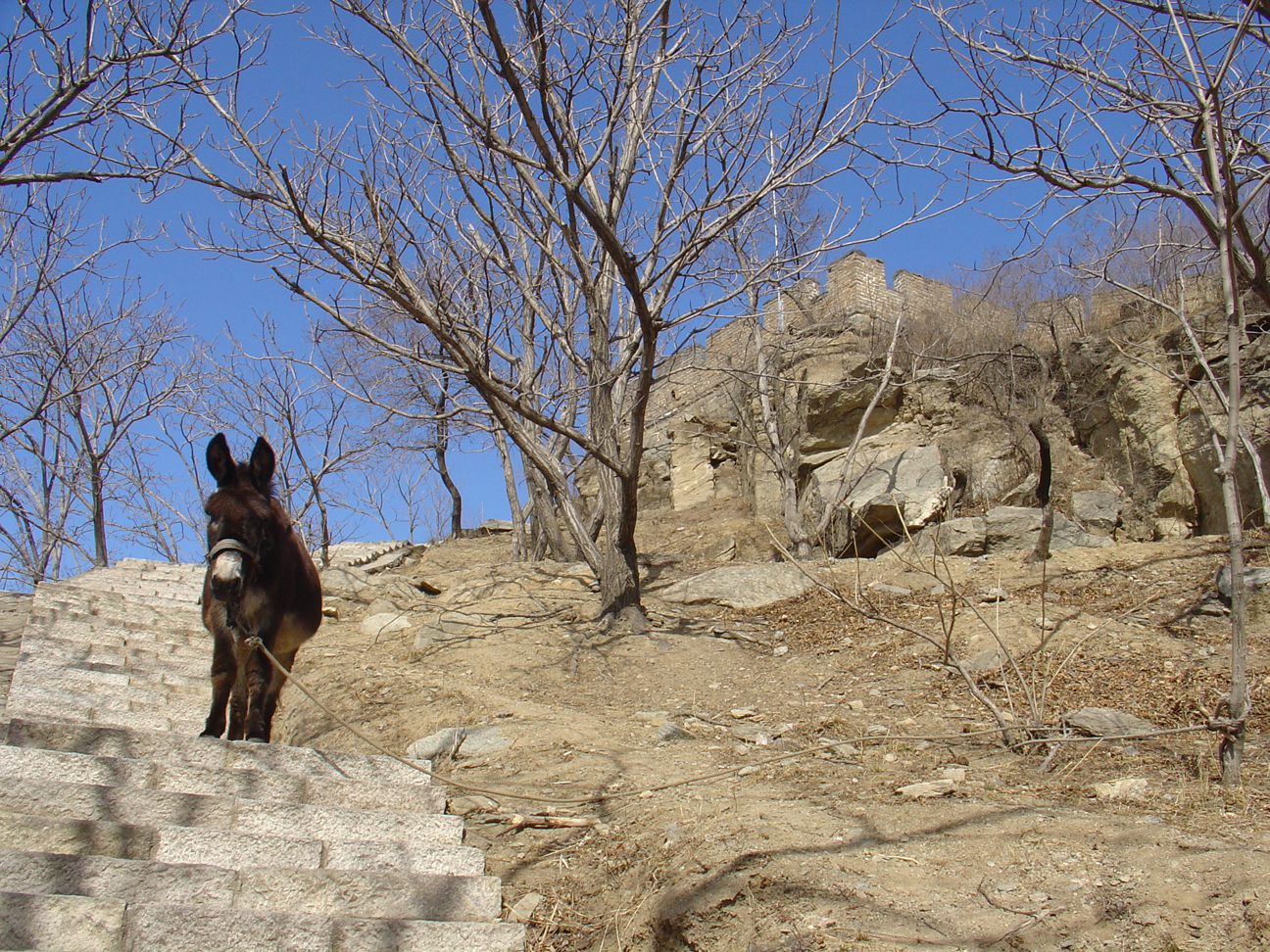 A donkey on the stairs 1