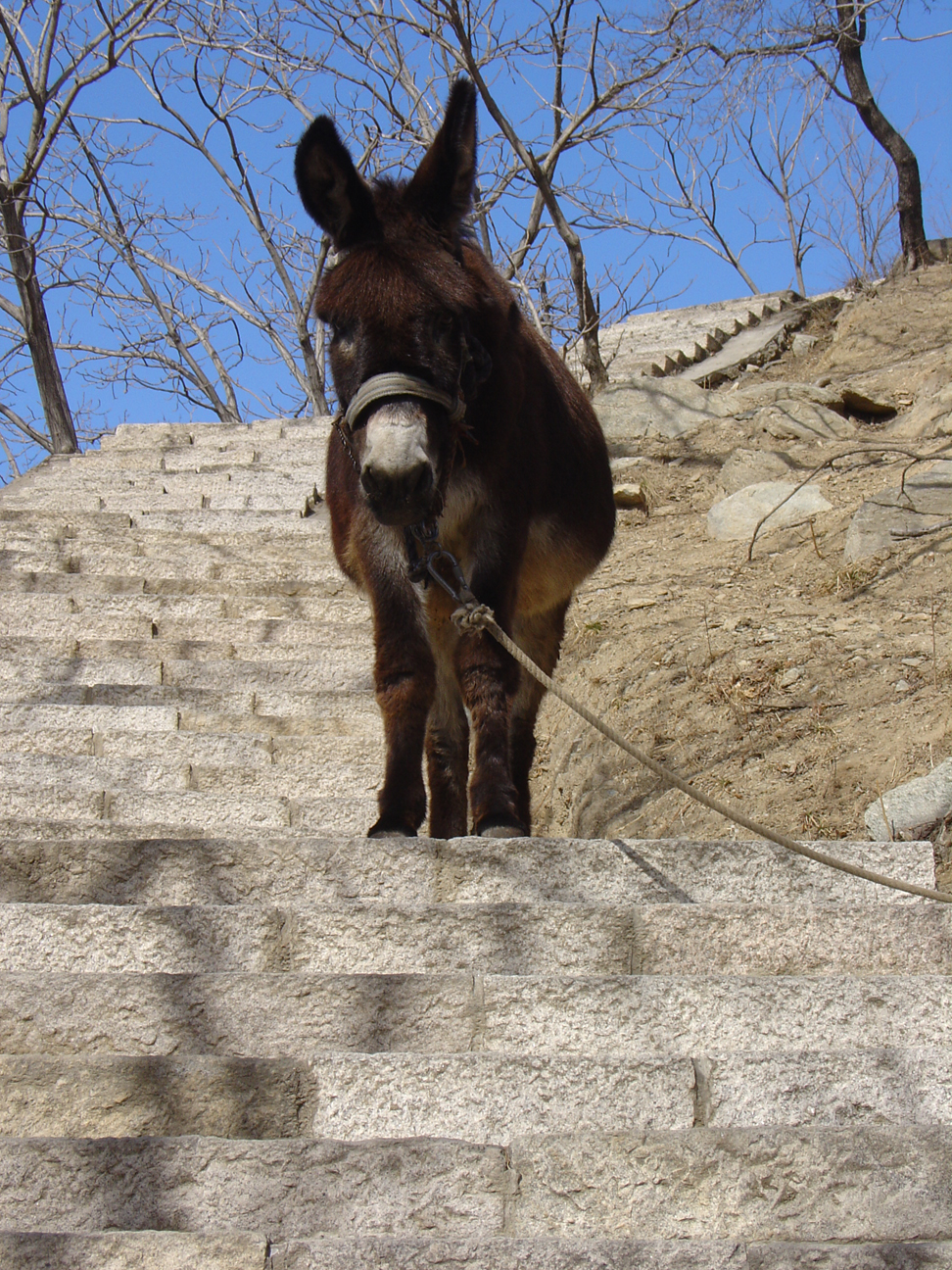 A donkey on the stairs 2