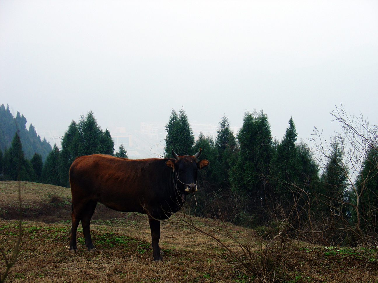 An ox on the hill 2