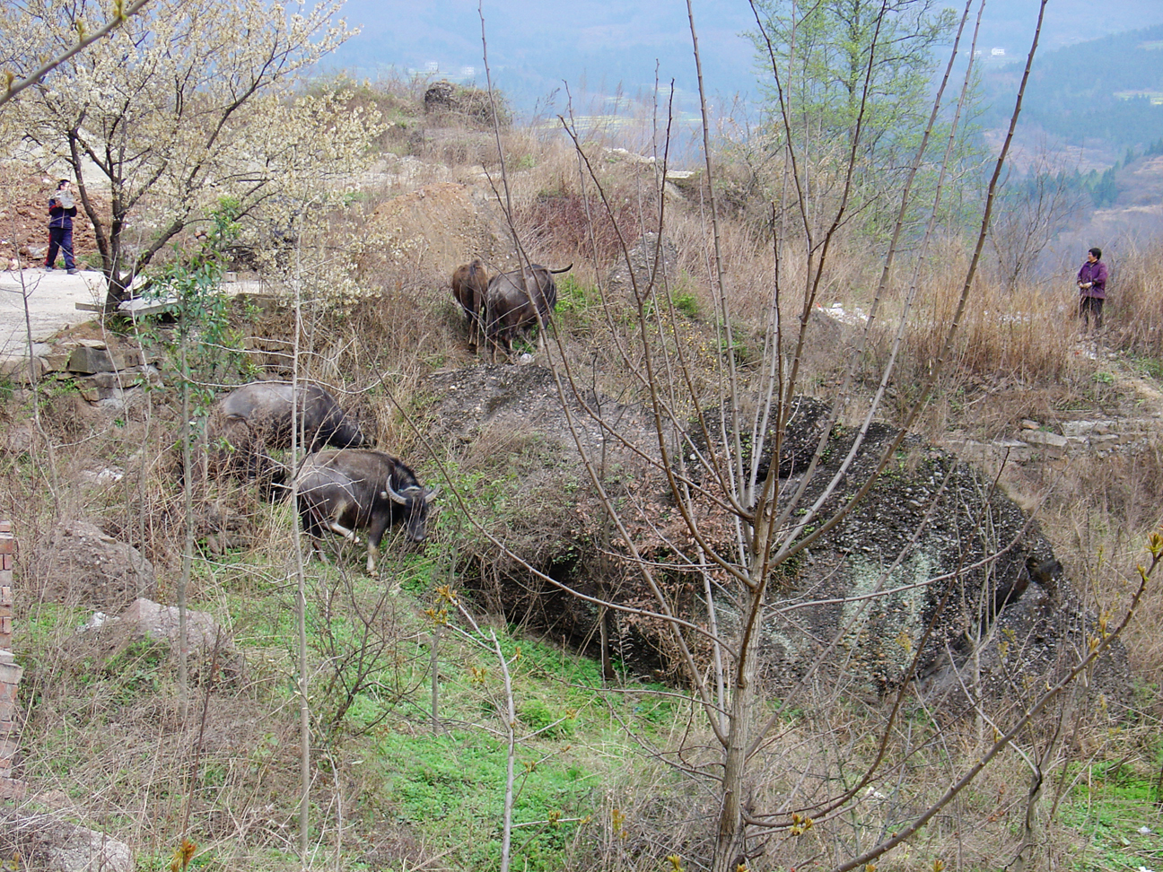 Cattle on a hill near Jianmenguan