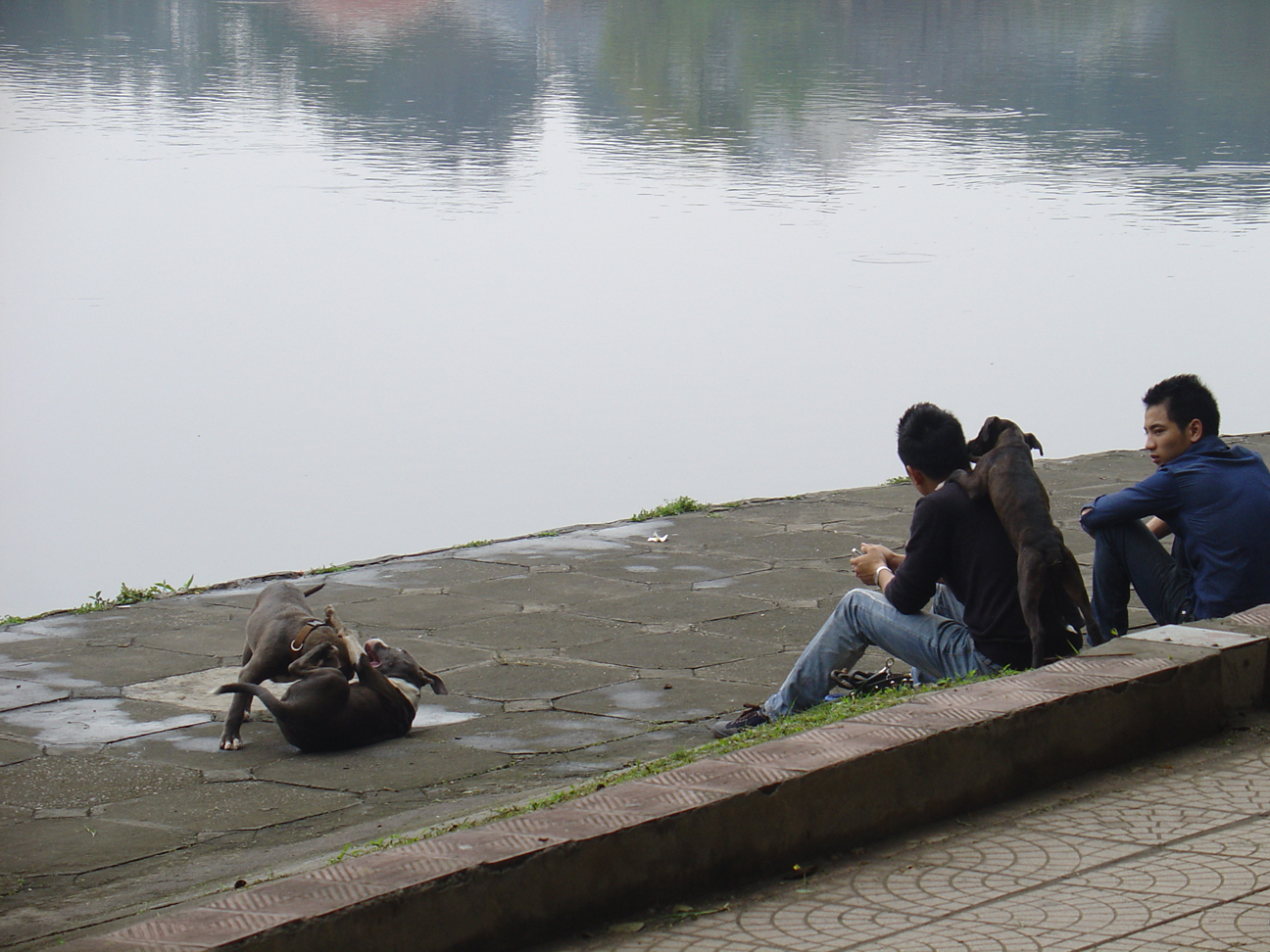 A man watching two dogs playing around at Ho Thien Quan