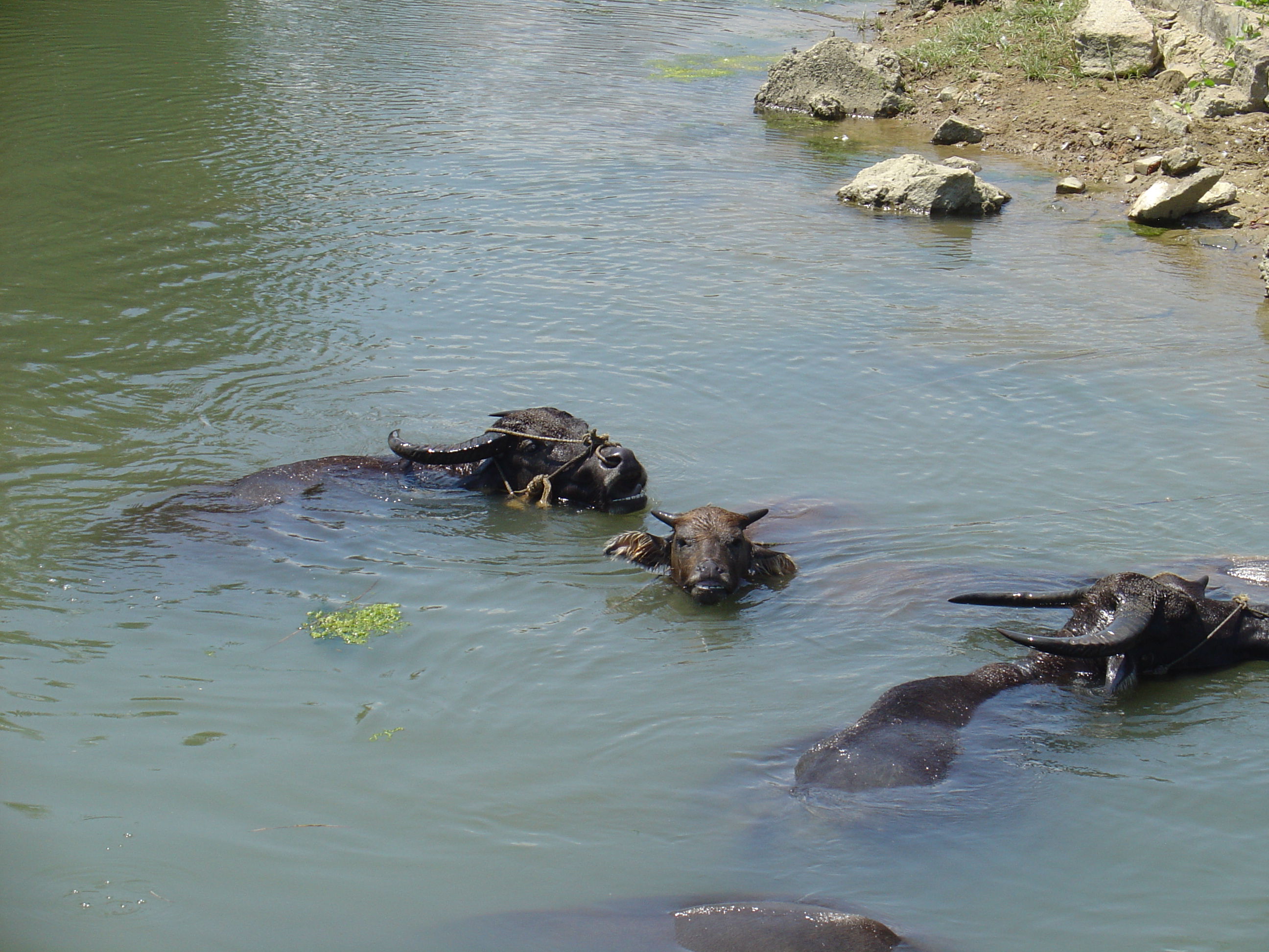 Water buffaloes cooling down in the river. 
