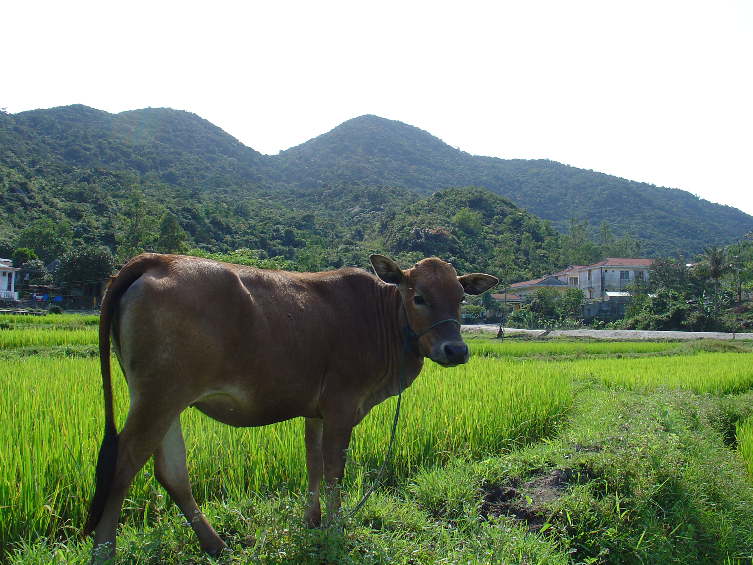 A cow next to a rice field.