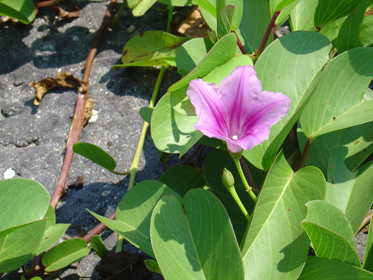 A purple flower, who can tell me its correct name?