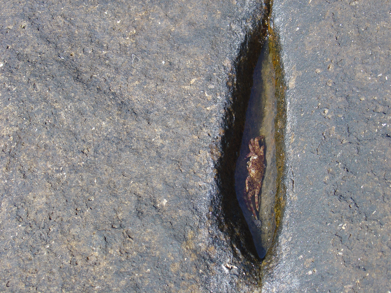 A crab resting in a fissure filled with water.