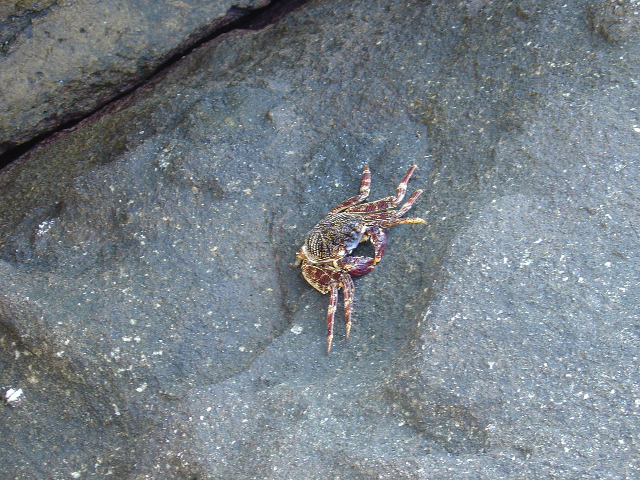 A crab resting on a rock.