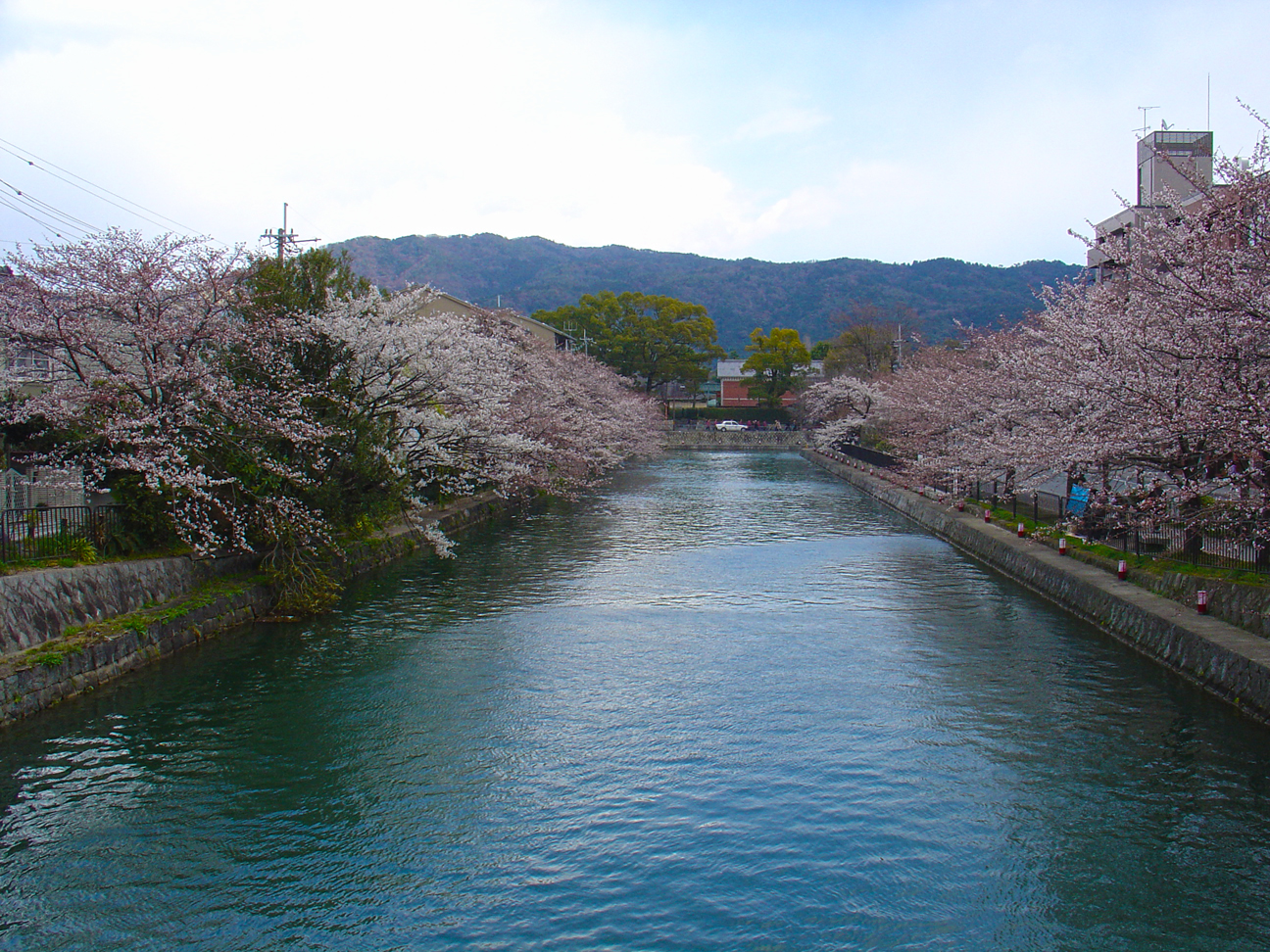A river in Kyoto surrounded by cherry trees.