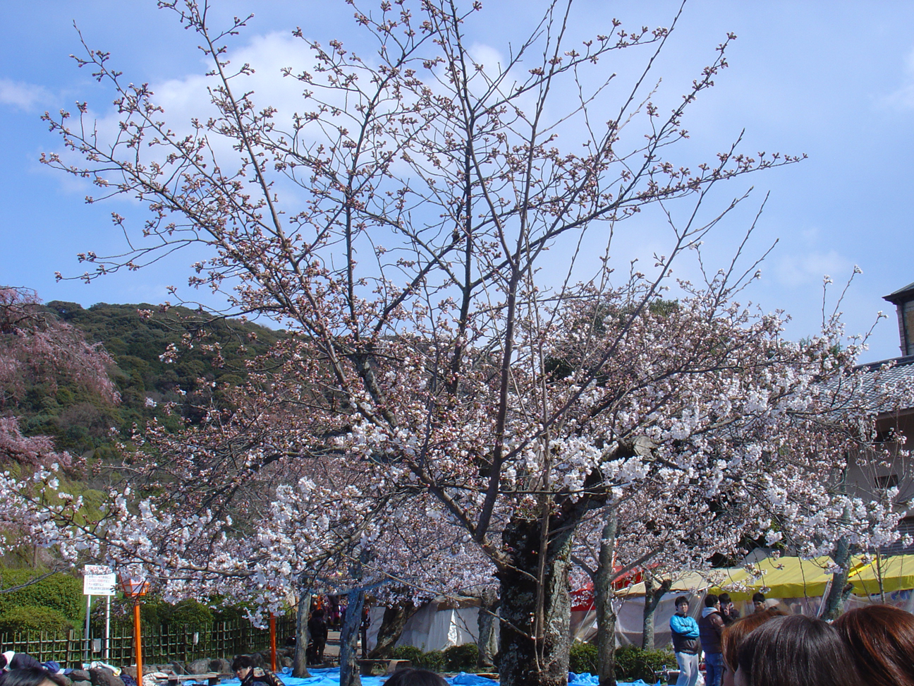 A cherry tree in Maruyama Park.