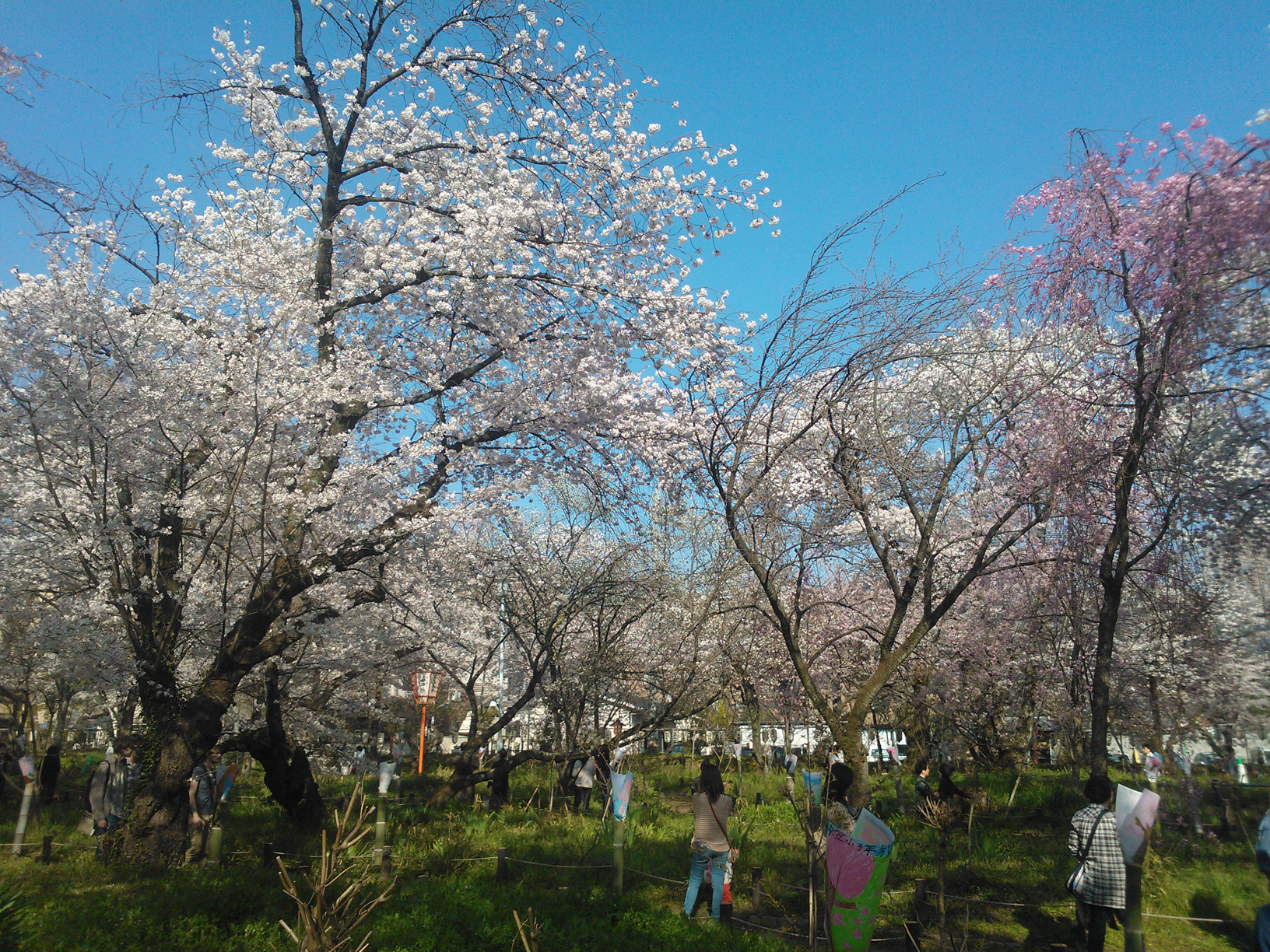 Cherry trees at Hirano Miyamotochou Park close to Ritsumeikan University