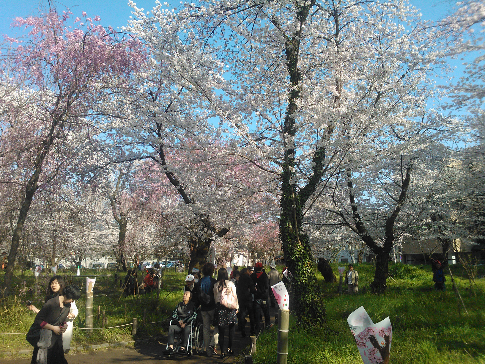Visitors admiring the cherry trees.