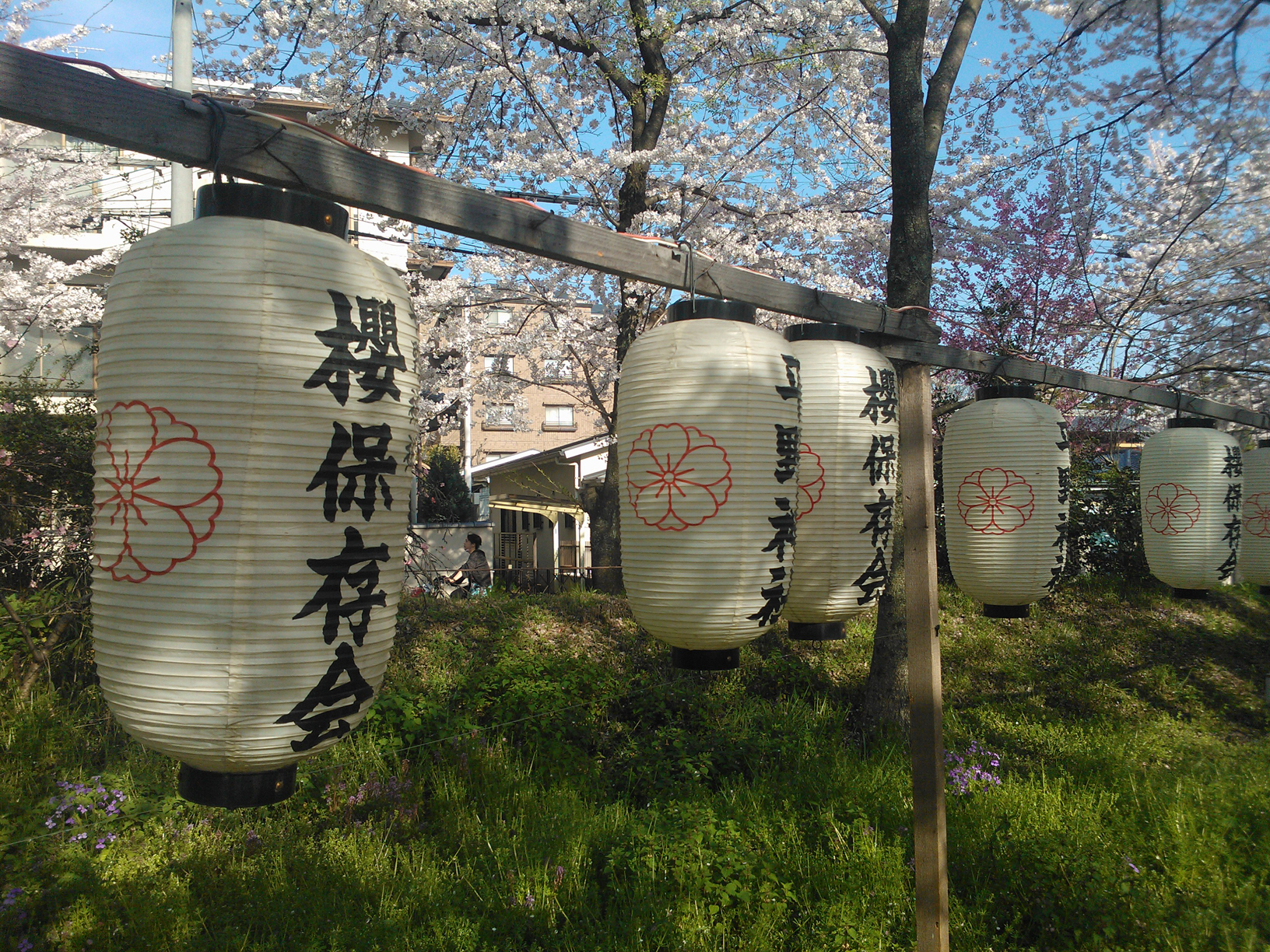 Fastival Lanterns.