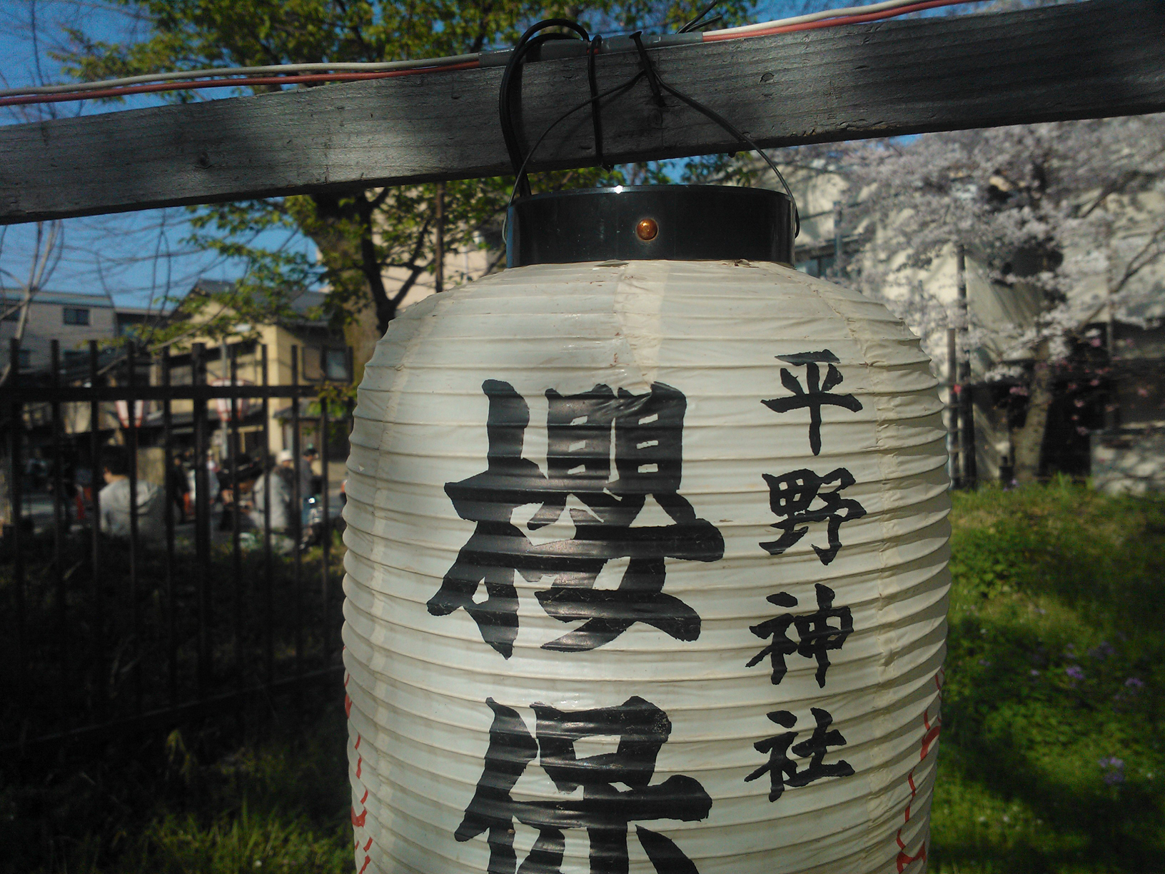 櫻 - Sakura - Cherry Tree