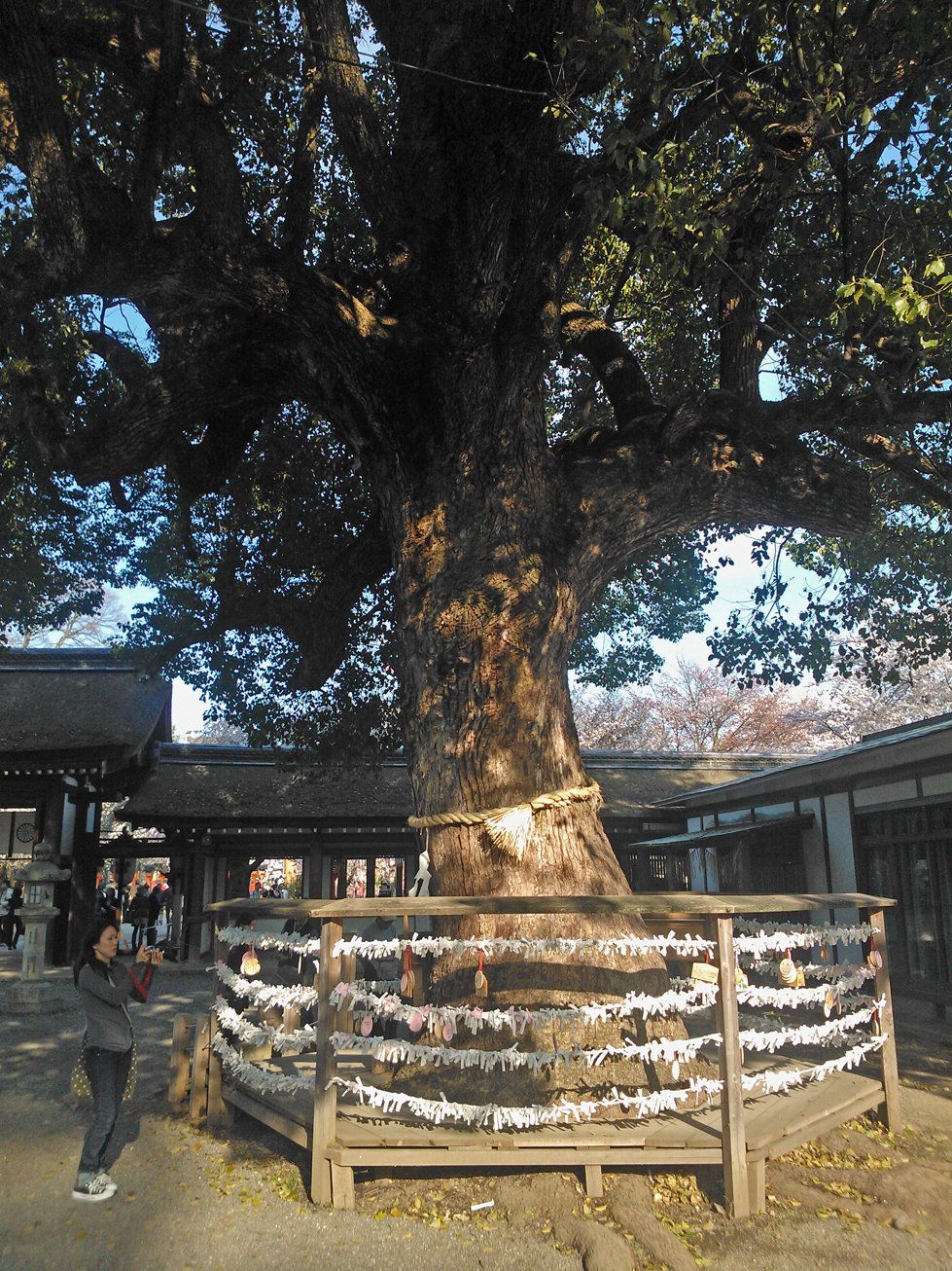 An old sacred tree in a Shinto shrine.