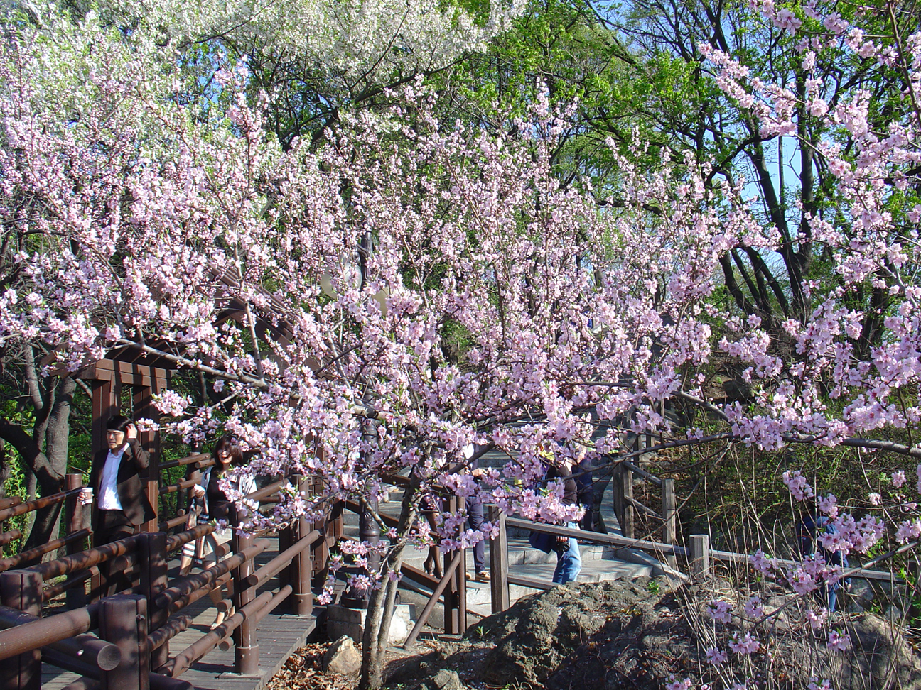 Apparently they have cherry blossom season in Seoul.