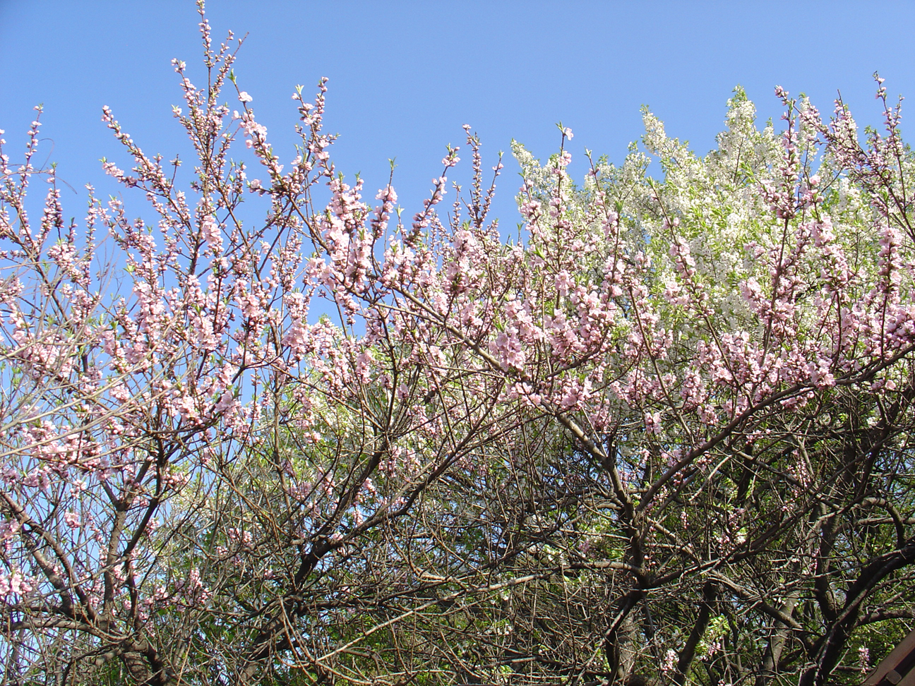 Cherry trees