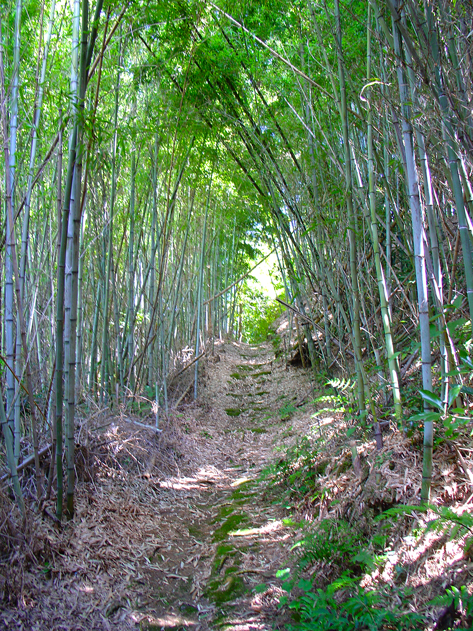 A nearby bamboo forest.