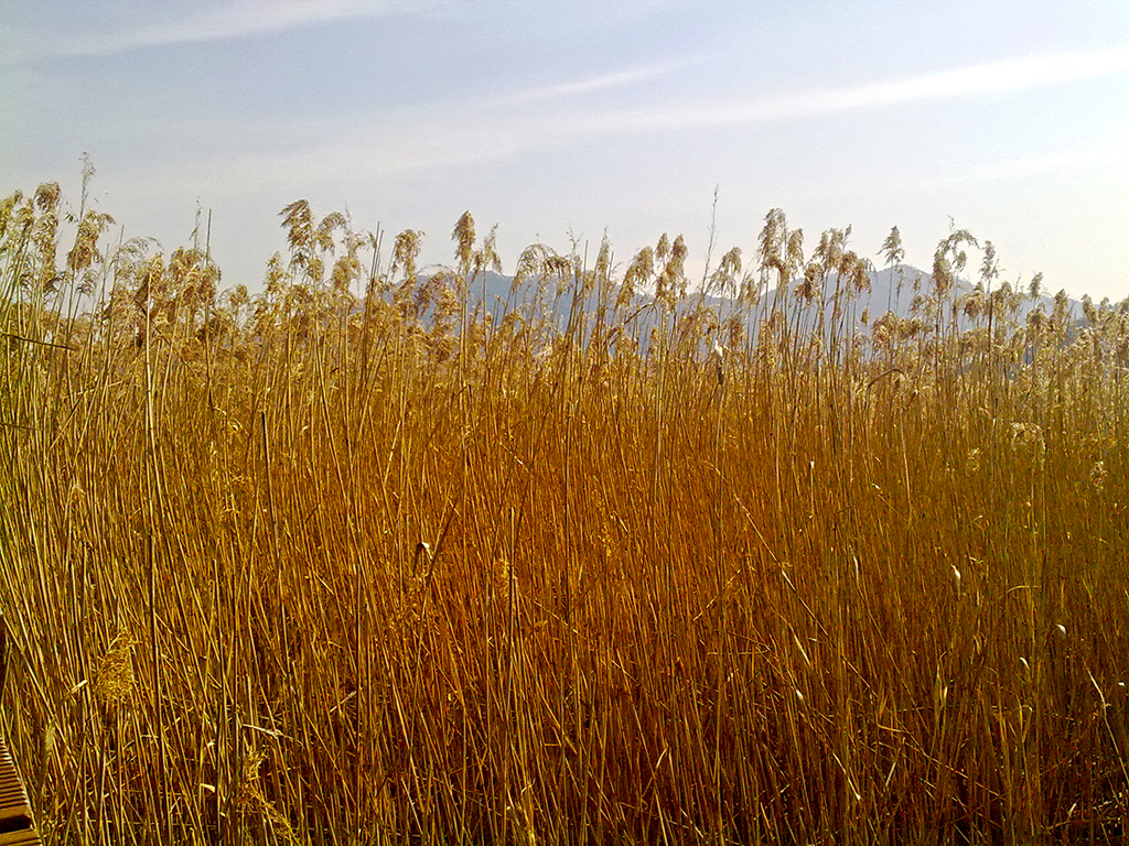 Reeds field in the Suncheon EcoPark