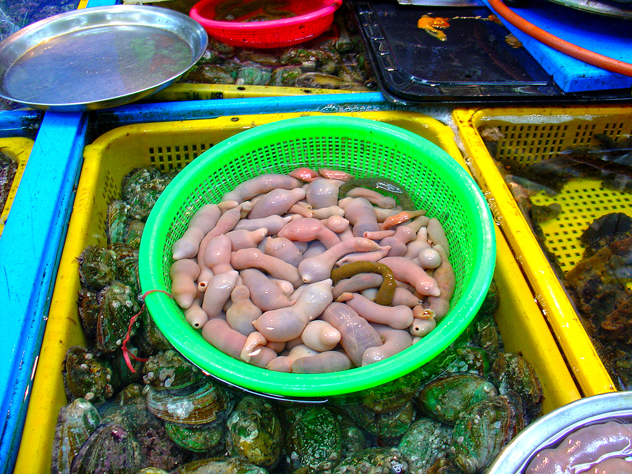 Busan (부산) Fish Market - Gaebul (개불)